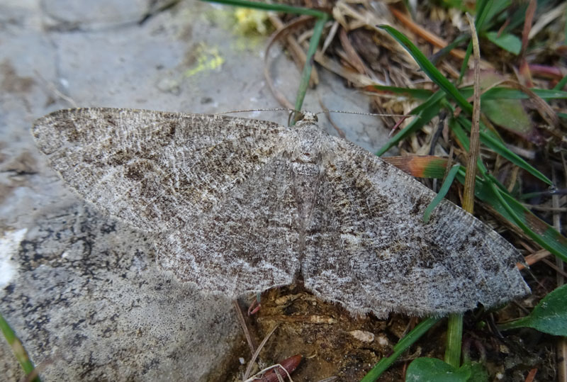 somiglianza con : Hypomecis sp. - Geometridae